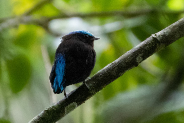 Blue-crowned Manakin