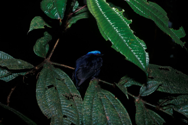Blue-crowned Manakin
