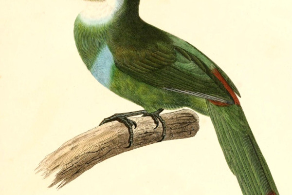 Blue-crowned Motmot