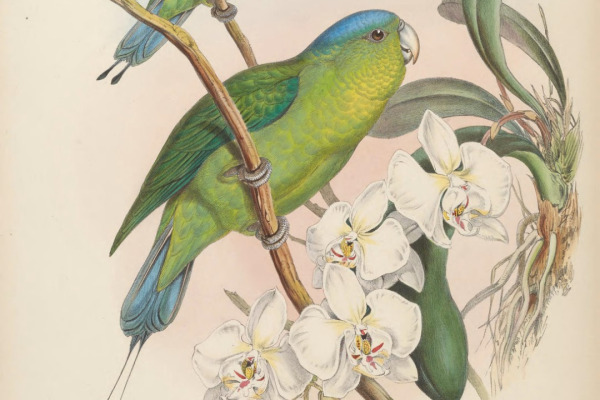 Blue-crowned Racket-tail