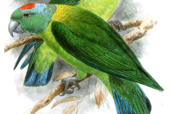 Blue-crowned Racket-tail