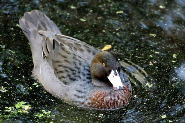 Blue Duck