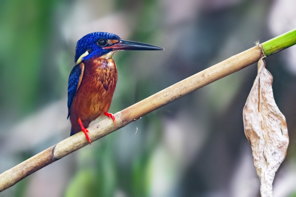Blue-eared Kingfisher