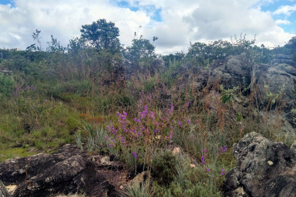 Blue-eyed Ground Dove