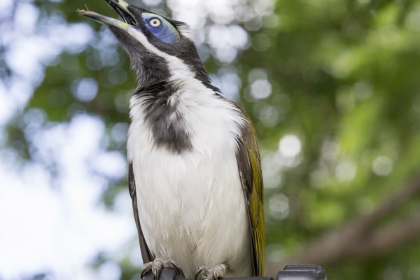 Blue-faced Honeyeater