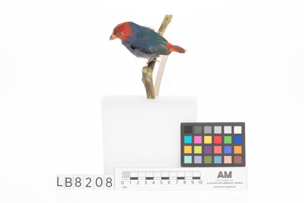 Blue-faced Parrotfinch