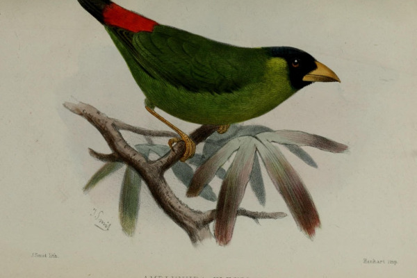 Blue-faced Parrotfinch