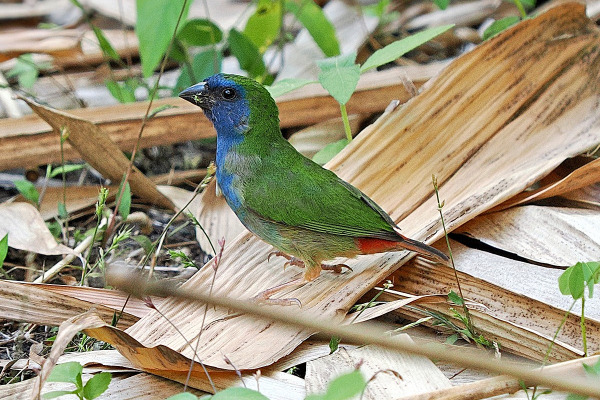 Blue-faced Parrotfinch