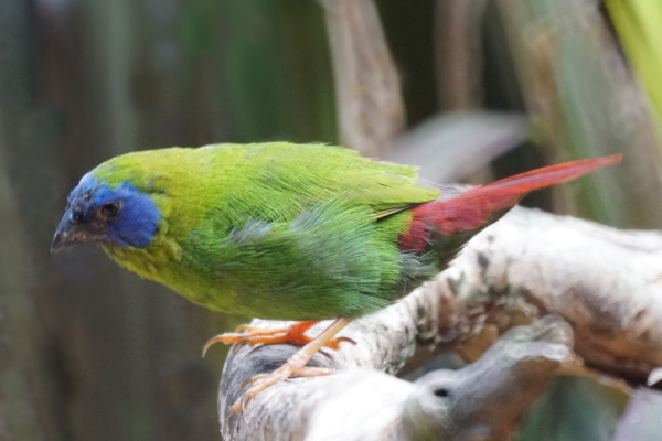 Blue-faced Parrotfinch