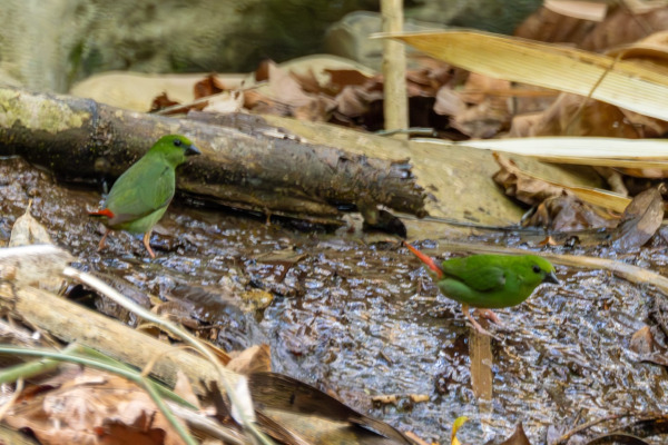Blue-faced Parrotfinch