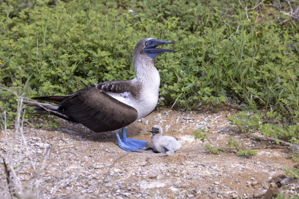 Blue-footed booby