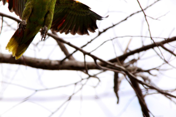 Blue-fronted Amazon