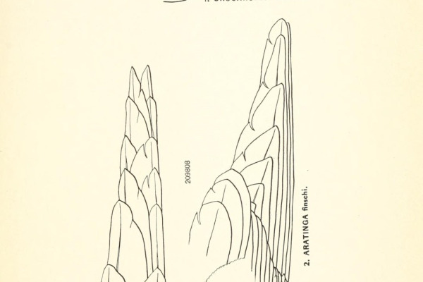 Blue-fronted Parrotlet