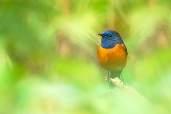 Blue-fronted Redstart