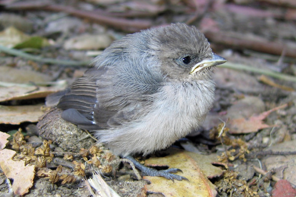 Blue-gray Gnatcatcher