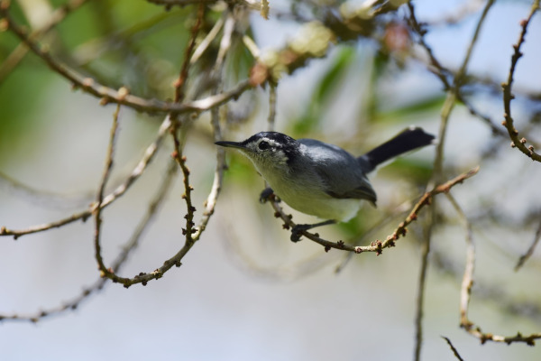 Blue-gray Gnatcatcher