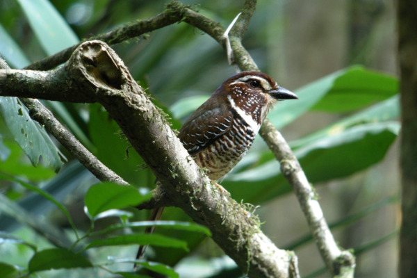 Blue-headed Crested Flycatcher