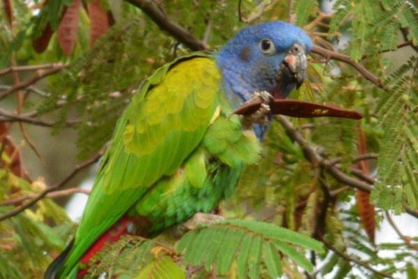 Blue-headed Parrot