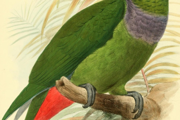 Blue-headed Parrot