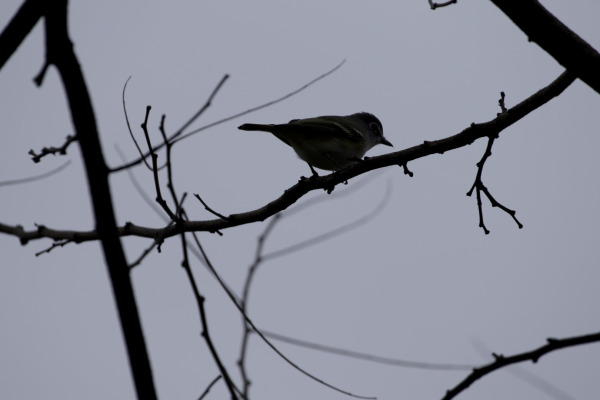 Blue-headed Vireo