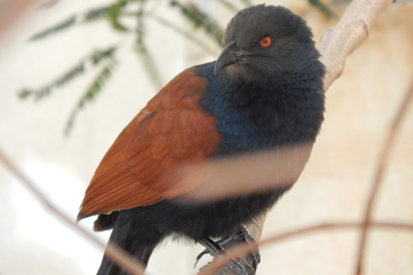 Blue Malkoha