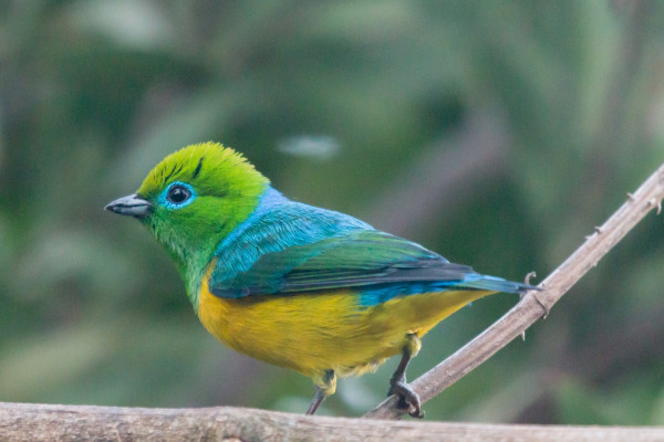 Blue-naped Chlorophonia