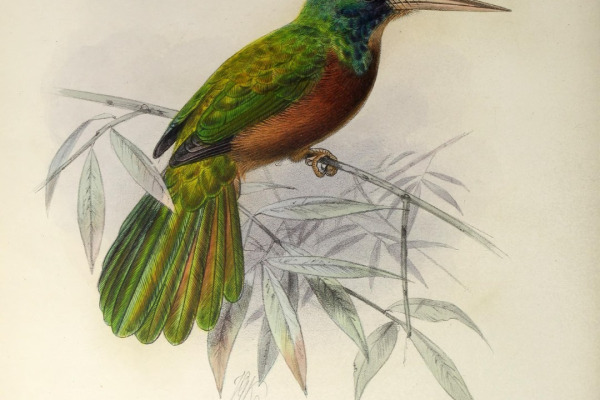 Blue-necked Jacamar