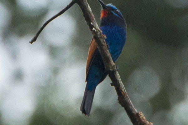 Blue-tailed Bee-eater