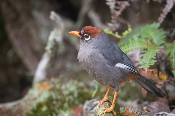 Blue-throated Barbet
