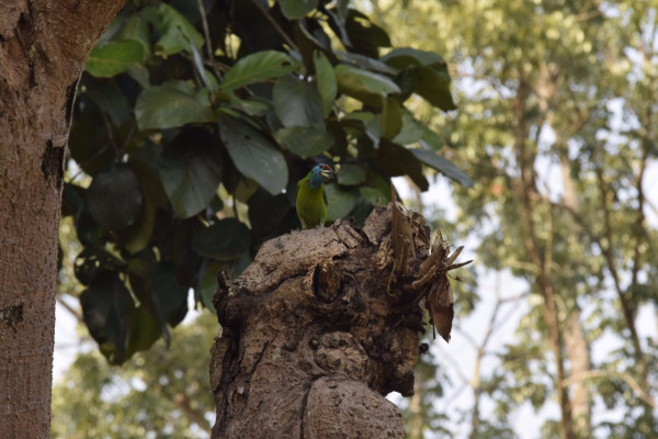 Blue-throated Barbet