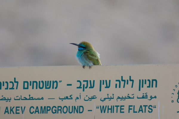 Blue-throated Bee-eater