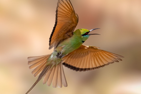 Blue-throated Bee-eater