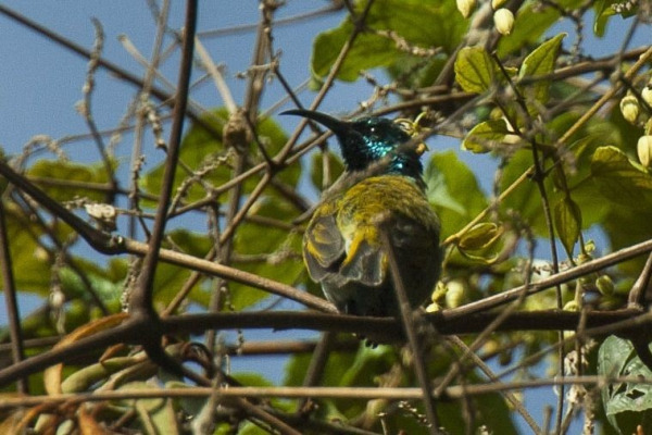 Blue-throated Brown Sunbird
