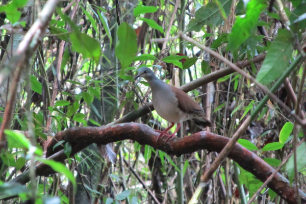 Blue-throated Hillstar
