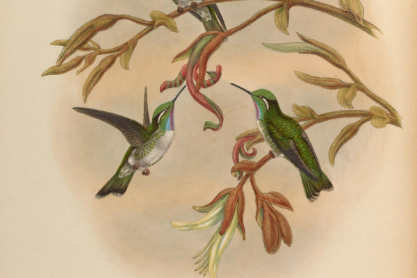 Blue-throated Mountain-gem