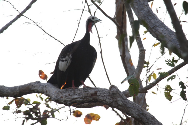 Blue-throated Piping Guan