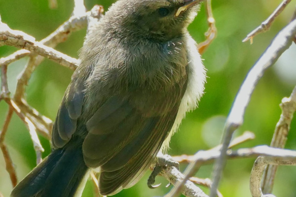 Blue-throated Sunbird