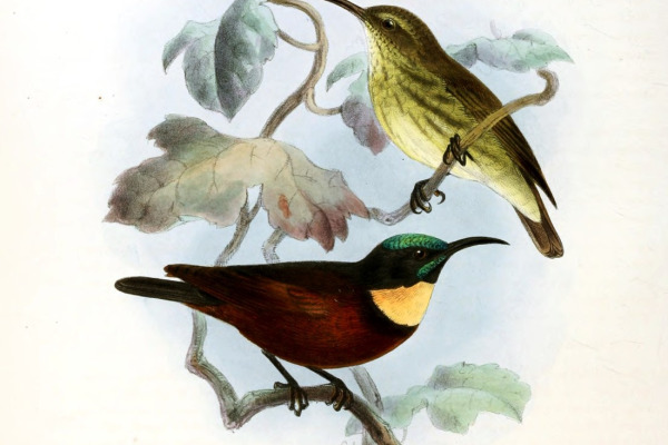 Blue-throated Sunbird