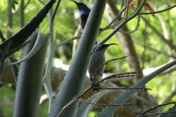 Blue-throated Sunbird