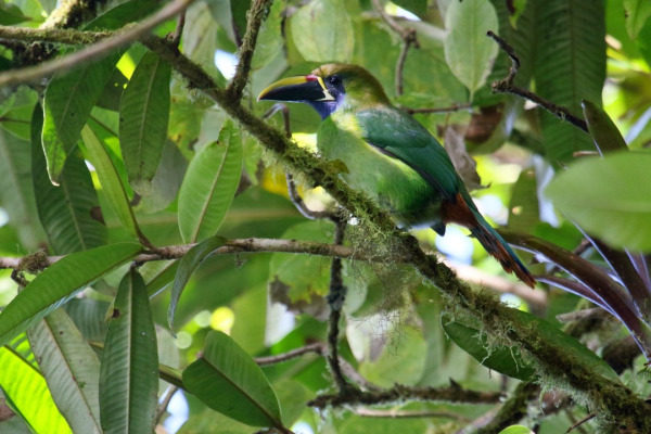 Blue-throated Toucanet