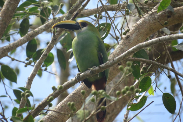 Blue-throated Toucanet