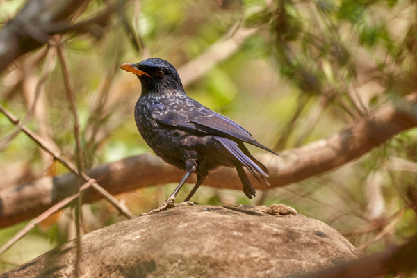 Blue Whistling Thrush