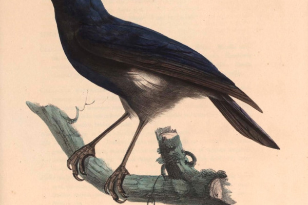 Blue Whistling Thrush