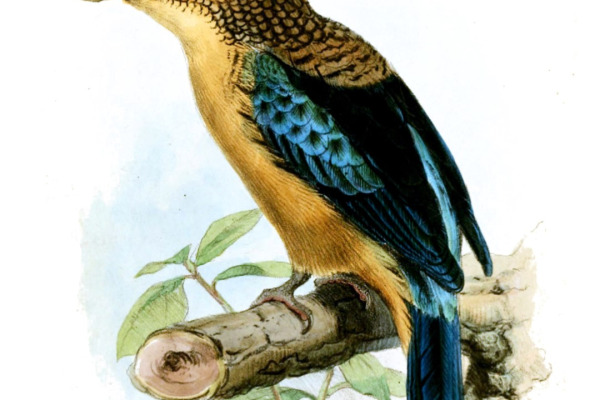 Blue-winged Kookaburra