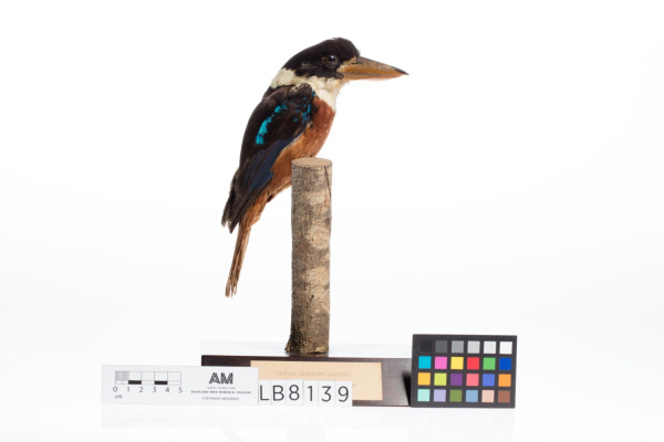 Blue-winged Kookaburra