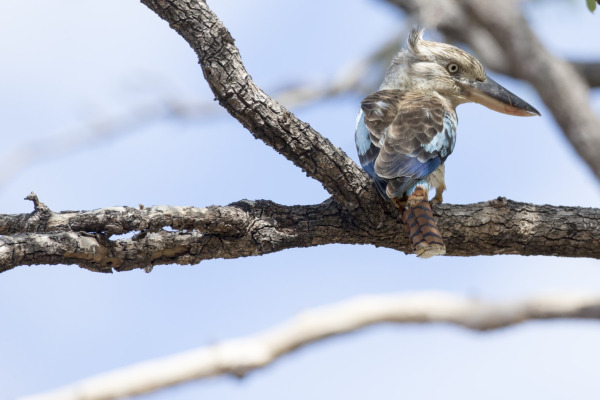 Blue-winged Kookaburra