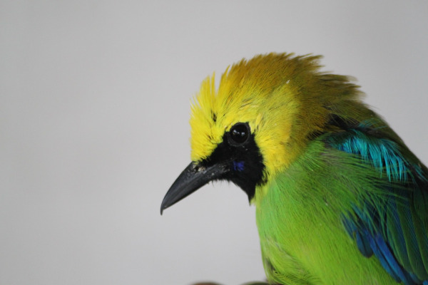 Blue-winged Leafbird