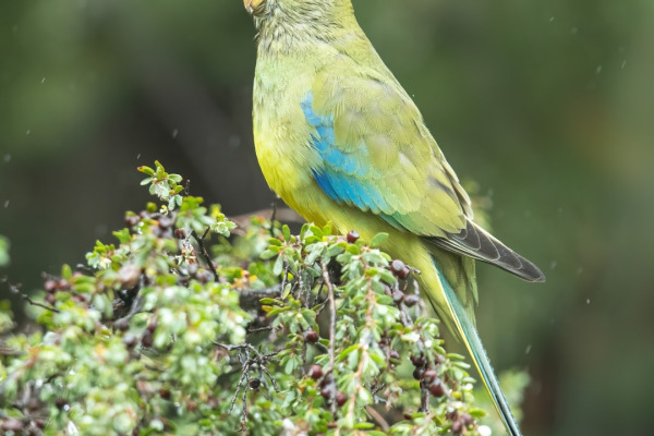 Blue-winged Parrot