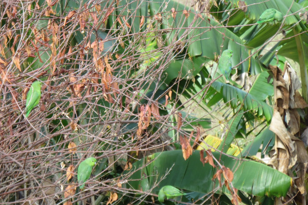 Blue-winged Parrotlet
