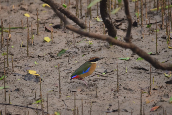 Blue-winged Pitta